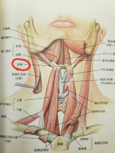 喉のまわりの解剖図